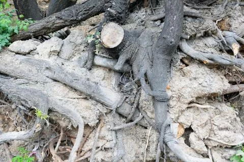Open tree roots close-up. The roots of an old big tree. Forest conservation a Stock Photos