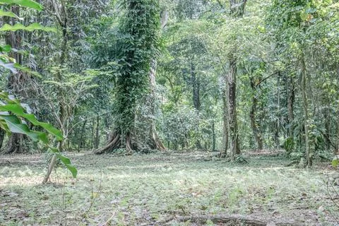 Open Tropical Forest Area with Large Rooted Trees Stock Photos