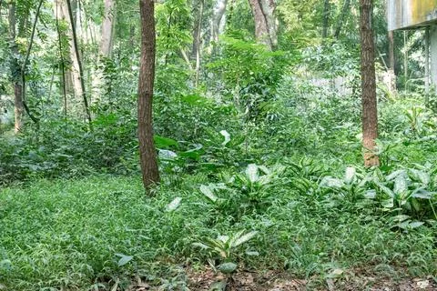 Open tropical forest area with tree trunks and light Stock Photos