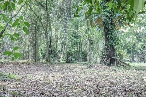 Open Tropical Forest Clearing with Leaf Litter Stock Photos