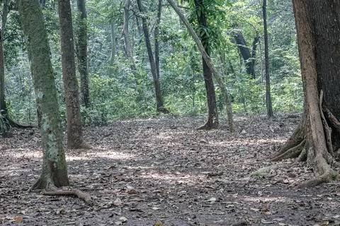 Open Tropical Forest Floor with Tree Trunks and Dry Leaves Stock Photos