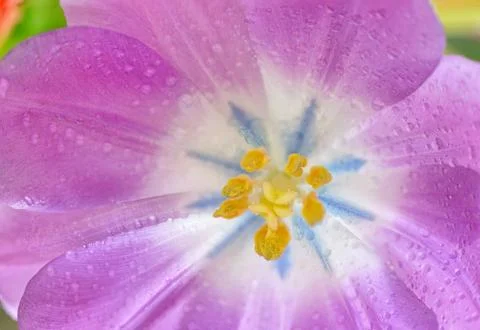 Open tulip with dew drops Free Stock Photos