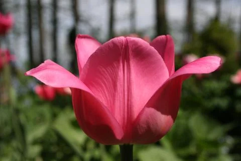 Open Tulip Stock Photos