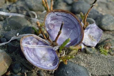 Open Venus Clam Foto stock
