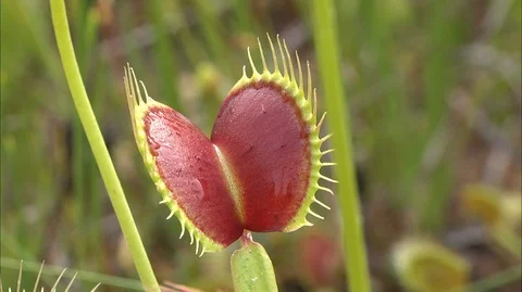 Open Venus Flytrap (Dionaea muscipula), North Carolina USA Stock Footage 95762676