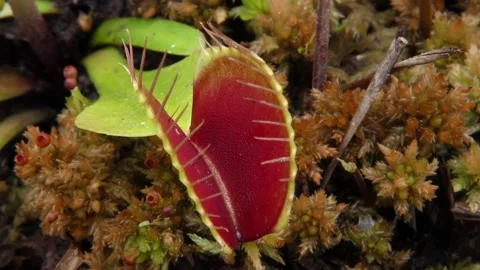 Open Venus Flytrap growing in Carolina bay, North Carolina, USA Video stock 195017333