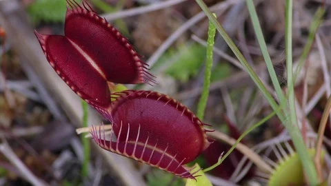 Open Venus Flytrap leaves (Dionaea muscipula), North Carolina USA Stock Footage 76837214