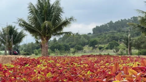 An open view of a red amaranth field stretches toward distant hills, presenting Stock Footage 328171292