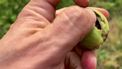 Open a walnut skin in the field Stock Footage 313751708