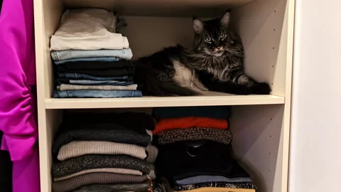 Open wardrobe with folded clothes and hanging garments Stock Footage 331223740