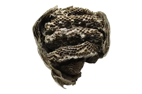 Open wasp nest Stock Photos