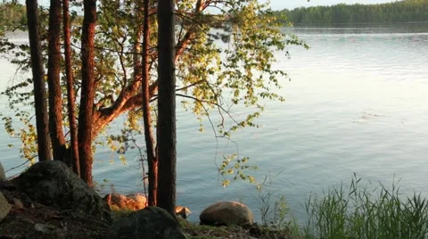 Open water behind shore trees Stock Footage 52371005