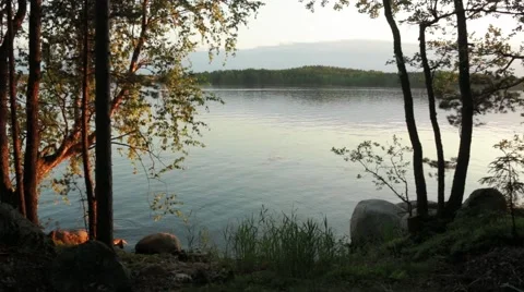 Open water behind trees in evening Stock Footage 52371125