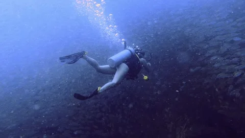 Open water course with yellow fish undewater Stock Footage 258653834