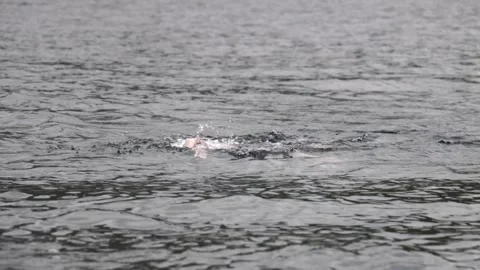Open water swimmer doing freestyle stroke in slow motion, splashing across dark Video stock 345105451