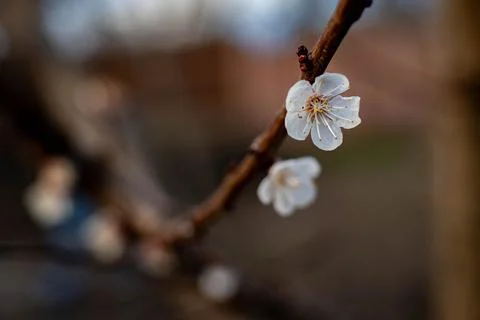 Open white cherry blossom, in focus with blurred background Stock Photos