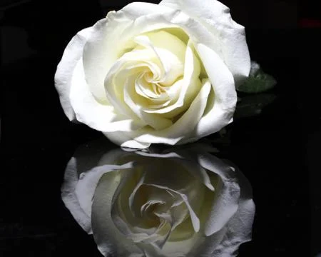 Open white rose button with reflection isolated on black background Stock Photos