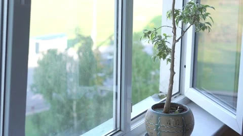 Open white window frame with house plant on sill and transport traffic outside. Vídeo Stock 145349707