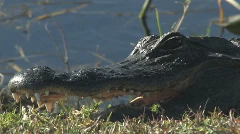 Open wider Stock Footage 7136977