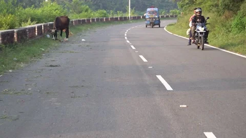 Open winding road on which moving vehicles and cows grazing on the road Stock Footage 217534359