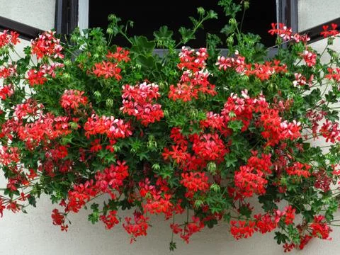 Open window decorated with beautiful geranium flowers Stock Photos