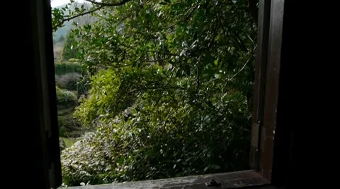 Open Window To Garden Stock Footage 10729878