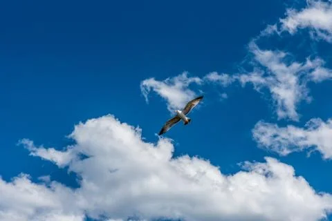Open wing seagull flying solo. Stock Photos