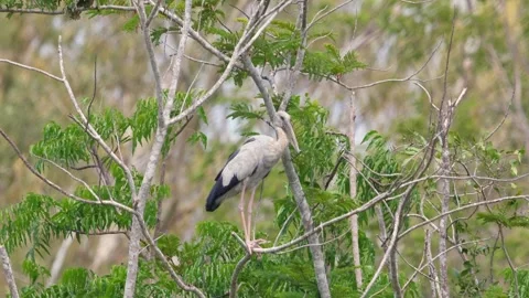 Open-winged stork perched on lush green tree in natural habitat, Stock Footage 271729087