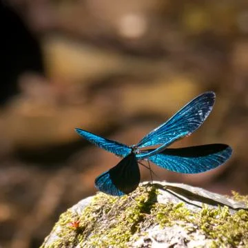 An open wings blue dragonfly 스톡 사진