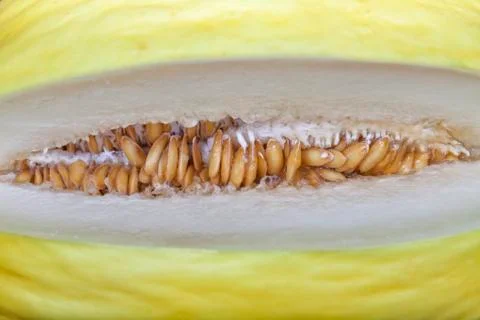 An open yellow melon Stock Photos