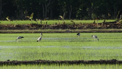 Openbill birds Stock Footage 123350219