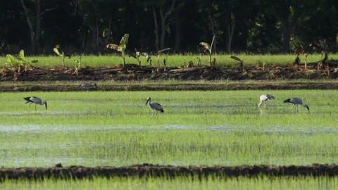 Openbill birds Stock Footage 123350391