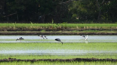 Openbill birds Stock Footage 123350393