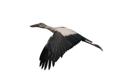 Openbill stork Foto stock