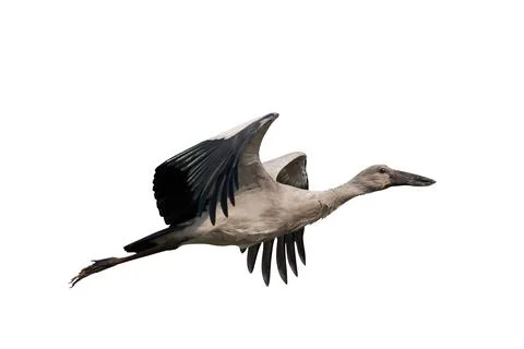 Openbill stork Stock Photos