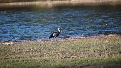 Openbill stork walking along the river in Kanha national park Stock Footage 299896058
