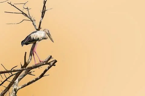 Openbill on the tree Foto stock