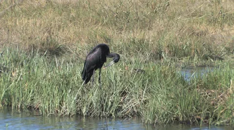 Openbilled Stork Stock Footage 22575852