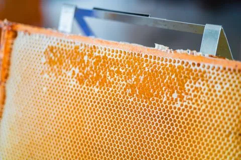 Opened and Uncapped Honeycombs Filled with Golden Bee Honey During Beekeepi.. Stock Photos
