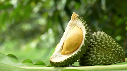 Opened Black Thorn Durian Fruit Segment with Lush Green Bokeh Background Stock Footage 335549453