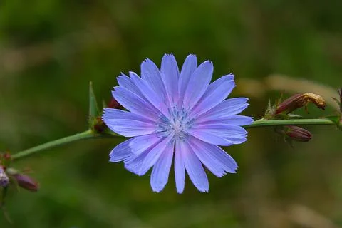 Opened blue chicory flower. Stock Photos