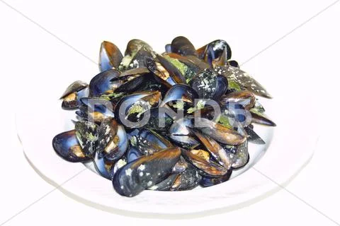 Opened boiled mussels Stock Photos