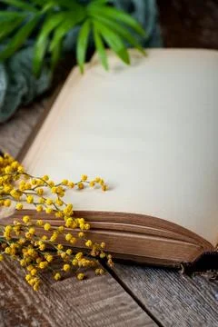 Opened book with blank pages on an old wooden table with mimosa flowers. Stock Photos