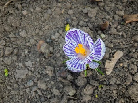 Opened bud of crocus flower Foto stock