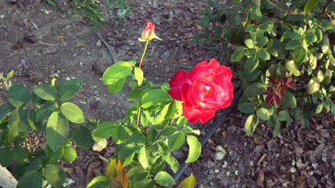 Opened bud of a red-yellow rose in the garden in summer, top view Stock Footage 217356429