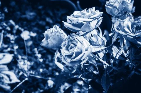 Opened bud of a rose in the warm summer in the garden in classic blue. Foto stock