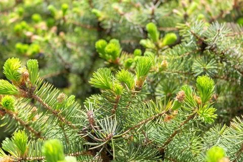 Opened bud of the spruce green tree with fresh needles nature background Stock Photos