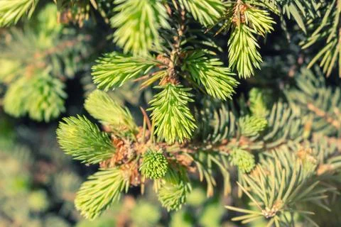 Opened bud of the spruce green tree with fresh needles nature background Stock Photos