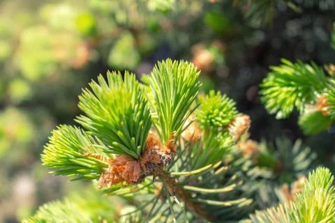 Opened bud of the spruce green tree with fresh needles nature background Stock Photos