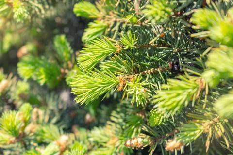 Opened bud of the spruce green tree with fresh needles nature background Stock Photos